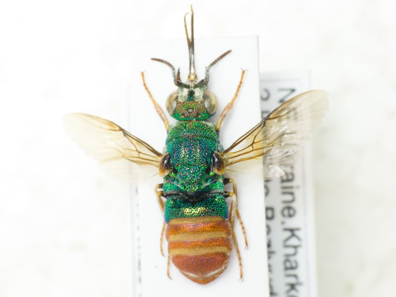 Parnopes grandior (Pallas, 1771)